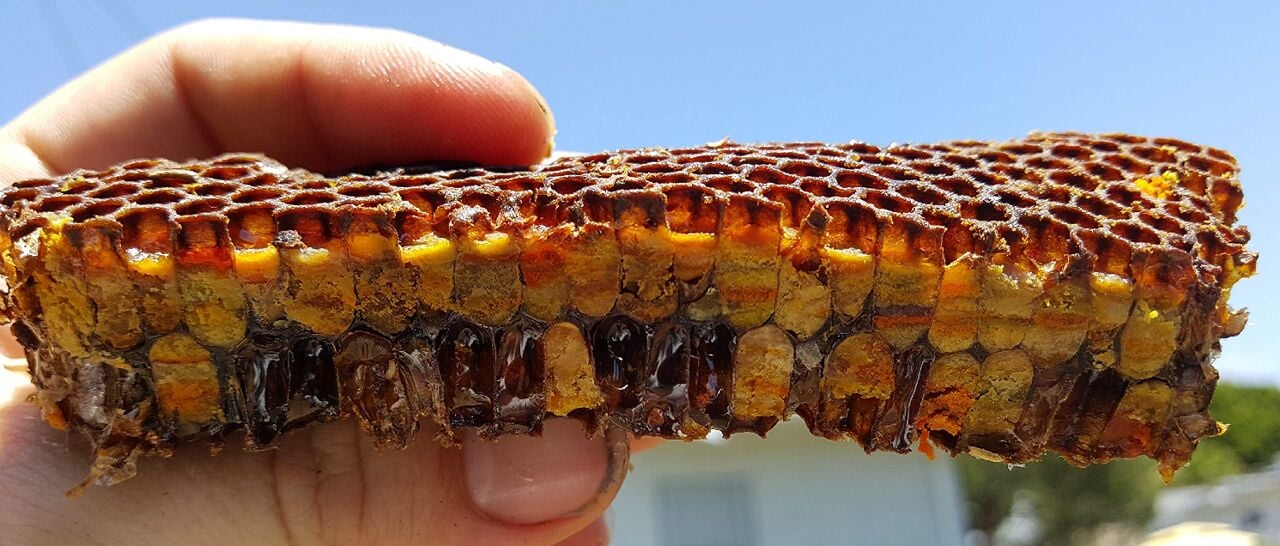 Arı Ekmeği (Perga) Nedir? 